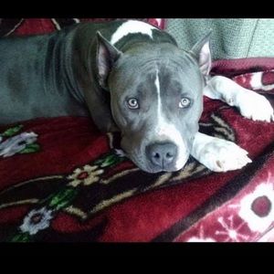 Meet your Posher, Antonio